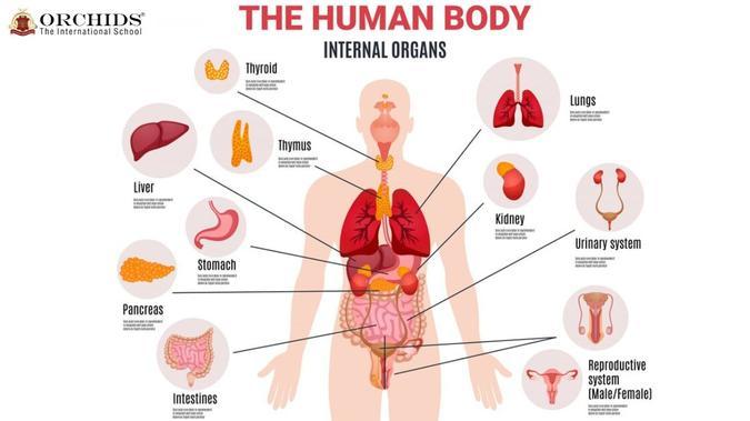 Human Body Internal Organs