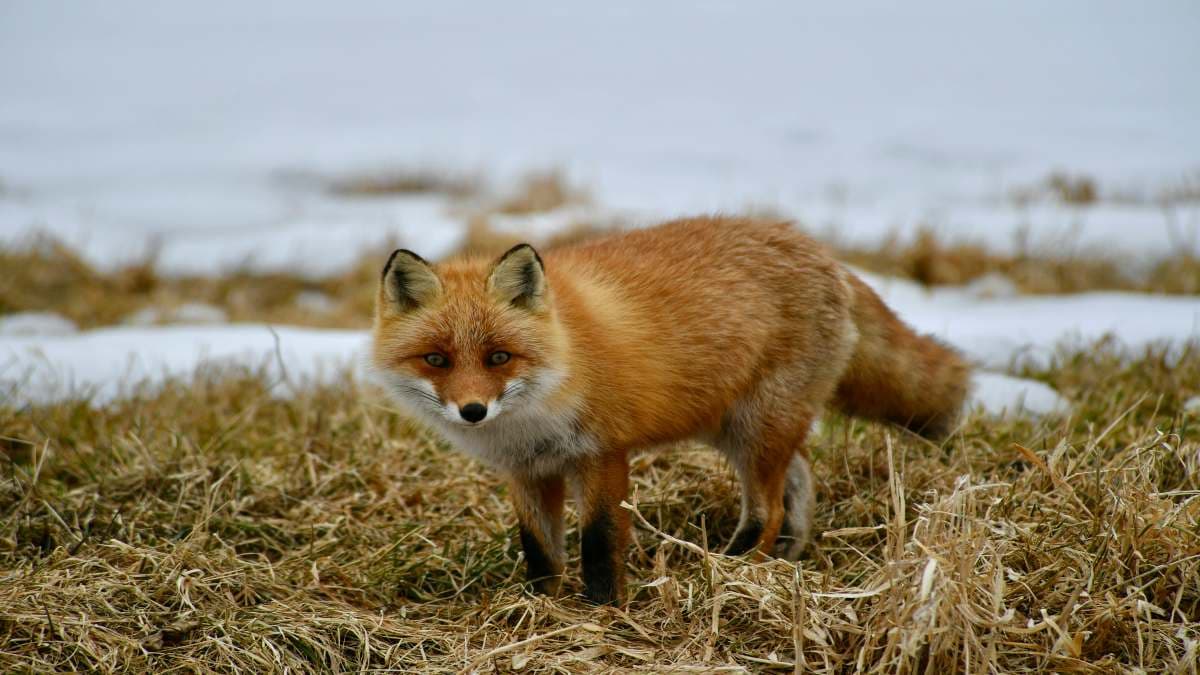 Exploring the fox Den: Understanding the Home of a fox Home Of A Fox