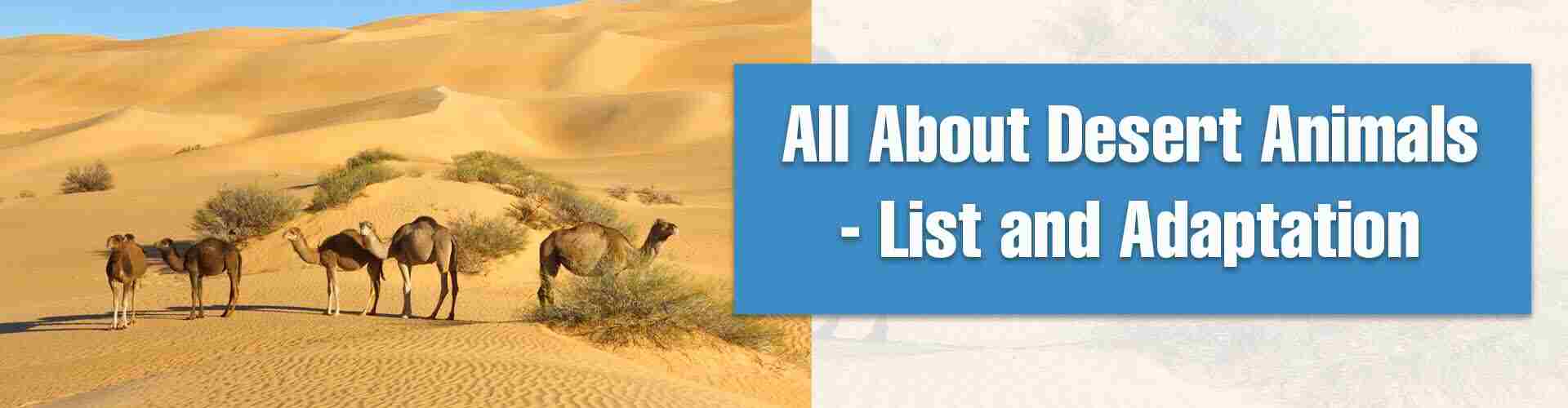 All About Desert Animals List and Adaptation Desert animals