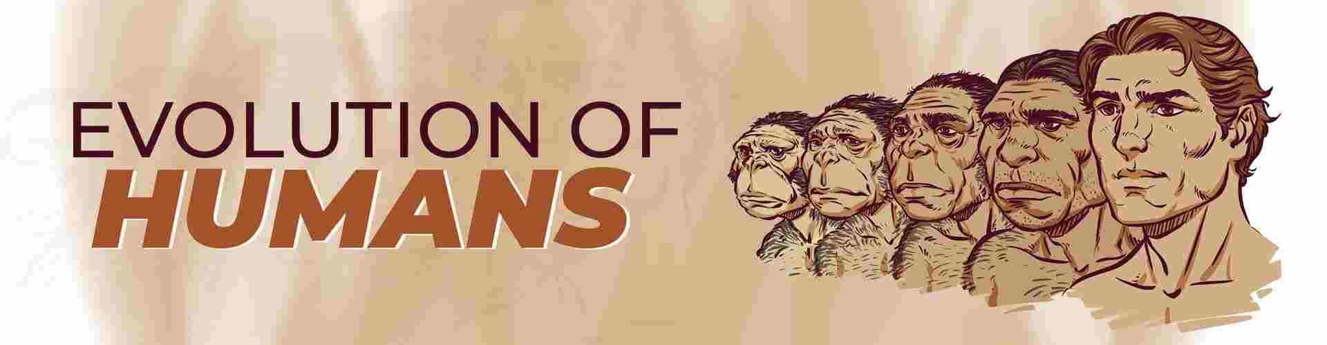 7 Stages of Human Evolution Human evolution