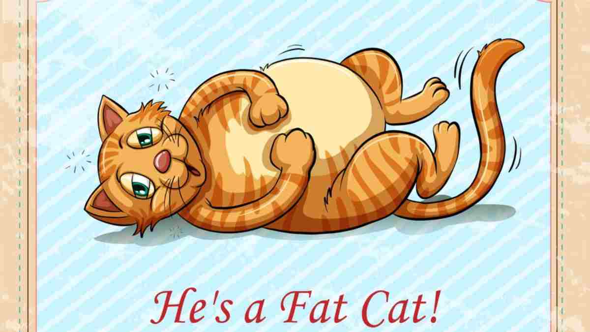My cat is fat